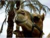 Kamelnasen inspirieren zur Entwicklung eines neuen Feuchtigkeitssensors