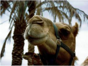 Las narices de los camellos inspiran un nuevo sensor de humedad