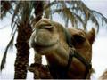 Camels’ noses inspire a new humidity sensor