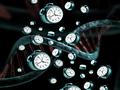 Neue Verbindung zwischen Genen und längerer menschlicher Lebensspanne