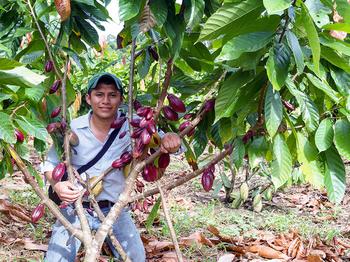 Forscher der University of Illinois, darunter der Mitautor der Studie, Marlon Ac-Pangan (im Bild), analysierten vorhandene Daten, um die Bodenfaktoren zu bestätigen, die die Cadmiumaufnahme durch Kakaopflanzen beeinflussen.
