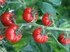 An der Domestizierung der Tomate waren landwirtschaftliche Kulturen von Peru bis Mexiko beteiligt.