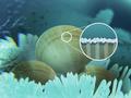 Ice-free in icy worlds: Special shell protects scallop from ice build-up