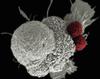 Una empresa de biotecnología pretende avanzar en las terapias innovadoras con células T