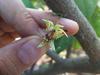 Handbestäubung von Kakao: Zur Pollenübertragung werden zwei Blüten aneinander gerieben.