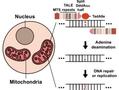 Comienza una nueva era de edición del genoma mitocondrial