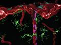 Neue Erkenntnisse zur Entstehung des Immunsystems im Gehirn