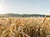 Teufelskreis aus Angst und Gier treibt Weizenpreise