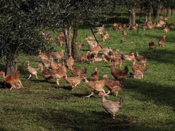 Hühner in Italien.