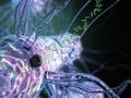 Le refroidissement accélère les électrons dans les nanofils bactériens