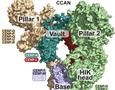 La estructura de una proteína clave para la división celular desconcierta a los investigadores