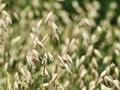 The oat genome unlocks the unique health benefits of oats
