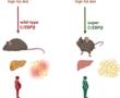 Gesundes Fett? Transkriptionsfaktor C/EBPβ beeinflusst Fettspeicherung positiv