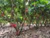 Integration of high-yielding and maximum flavor varieties in the planting design will support cross-learning between cocoa farms of all sizes, in different locations and climates from around the world.
