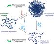 Towards new degradable polymers