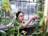 Dr Jie Li examines vitamin D enriched tomatoes