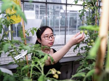 Dr. Jie Li untersucht mit Vitamin D angereicherte Tomaten