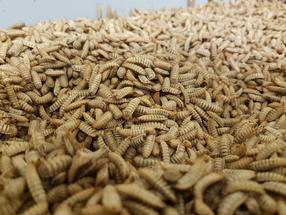 Black soldier fly larvae cultured at the Insect Technology Center.