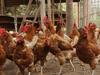 Nach foodwatch-Abmahnung: Größter deutscher Geflügelzüchter stoppt Klima-Werbung