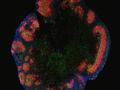 Un gran avance en el cultivo de células: Minicerebros avanzados en la placa