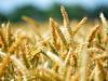 Wheat price falls to lowest level in four months