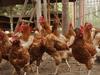 Tierschutz Austria startet breite Kampagne zu einheitlicher Lebensmittelkennzeichnung nach Haltungskriterien