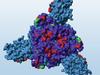 Neue Omikron-Untervarianten werden schlechter durch Antikörper gehemmt