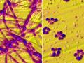 New clues to the development of Parkinson's disease: Copper leads to protein aggregation