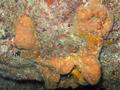 Nuevos compuestos descubiertos en una esponja de mar tienen efecto contra bacterias resistentes