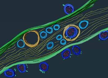 Partículas virales del SARS-CoV-2 (en azul oscuro) dentro y en la superficie de un nanotubo. Imágenes de tomografía crioelectrónica segmentadas con el software Amira.