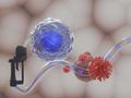 Lorsque les cellules T (sphère bleu-blanc) font le plein d'énergie sous forme de corps cétoniques (bleu), elles peuvent lutter plus efficacement contre les virus.