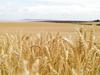 Más trigo para la seguridad alimentaria mundial