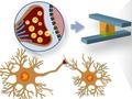 Les synapses comme modèle : la mémoire à l'état solide dans les circuits neuromorphiques
