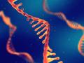 Wie Umweltveränderungen die Form von RNA in lebenden Zellen beeinflussen
