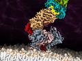 Erstes atomgenaues Bild des T-Zell-Rezeptors mit gebundenem Antigen