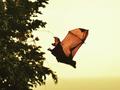 Change with age: As bats mature their immune cells differ