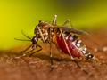 Un cóctel químico en la piel convoca a los mosquitos transmisores de enfermedades