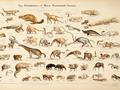 Revealing the Genome of the Common Ancestor of All Mammals