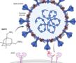 Un nouveau médicament pourrait retourner le virus COVID-19 contre lui-même