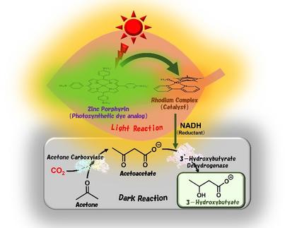 Éxito en la síntesis de materiales plásticos biodegradables utilizando luz solar y CO₂
