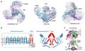 Demystifying mechanotransduction ion channels