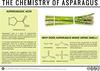 Why Does Asparagus Make Urine Smell? – The Chemistry of Asparagus