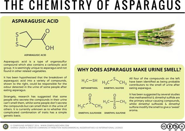 Why Does Asparagus Make Urine Smell? – The Chemistry of Asparagus
