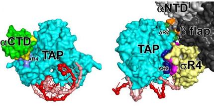 Researchers Show How Specific Gene >> Researchers Show How Gene Activation Protein Works Researchers Show How Specific Gene >> Researchers Show How Gene Activation Protein Works