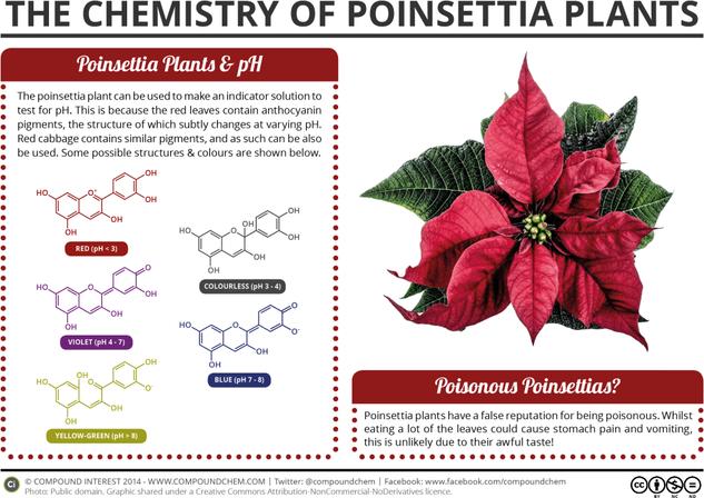 The Chemistry of Poinsettia Plants