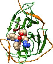 Zikavirus-Protease