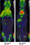 CT/PET scans of live mice