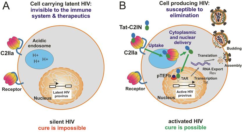 Schlafende Aids Viren Wecken