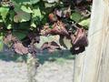Schädling von Weinpflanzen genetisch variabel