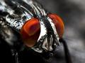 Genmanipulierte Insekten könnten internationalen Lebensmittelhandel stören